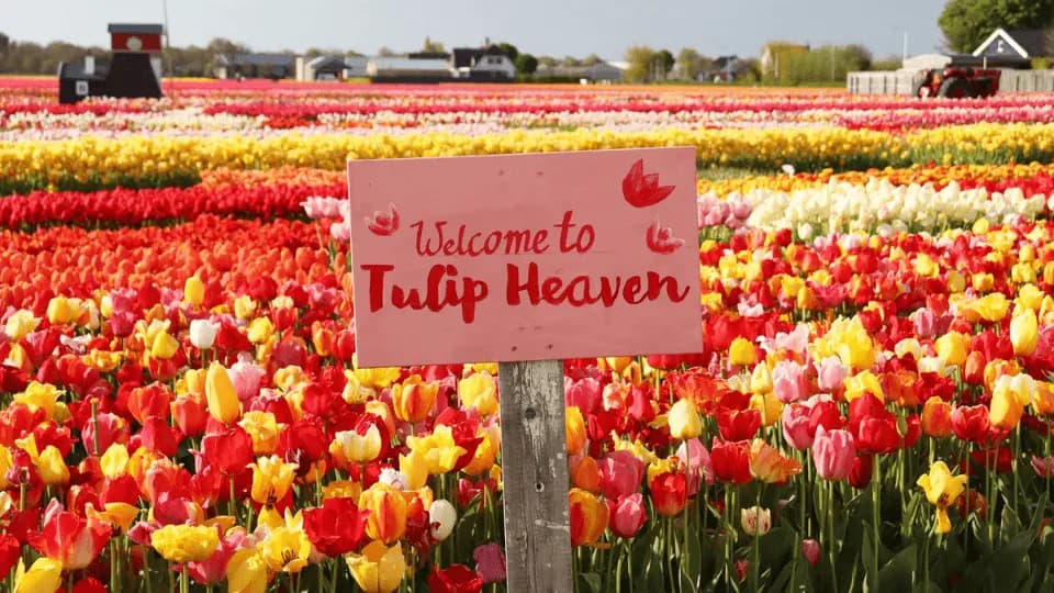 Tulip Experience Amsterdam: Entry Ticket - Image 1